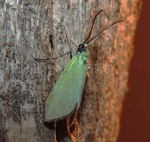 Adscita mannii Zygaenidae